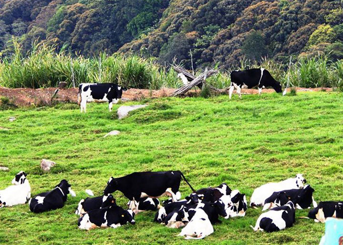 Kinabalu Park with Poring Hot Spring and Desa Farm